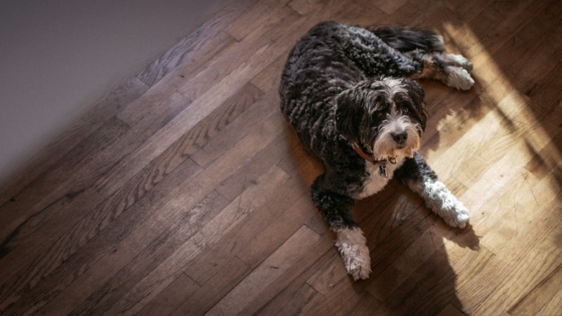 Shaggy dog lying on a hardwood floor in a sunlit room