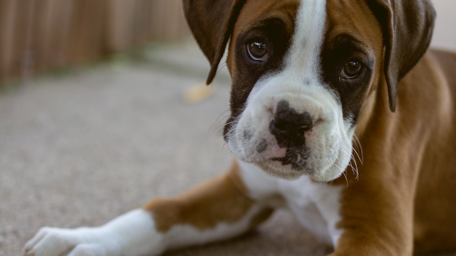 Boxer puppy lying on a beige carpet looking up at the camera